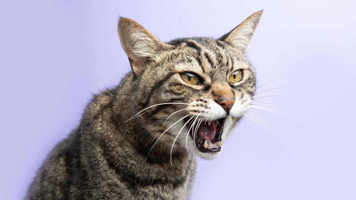 Tabby cat sees picture of Adam Levine’s face and immediately chooses ...