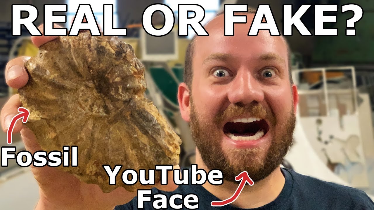 Ammonite fossil: real or fake? 🤯