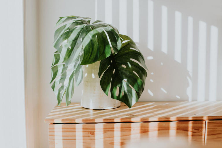 Keep your houseplants happy all winter by doing these 8 easy things to ...