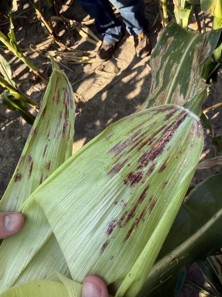 Gene editing is giving crops a way to tell farmers when they’re feeling ...