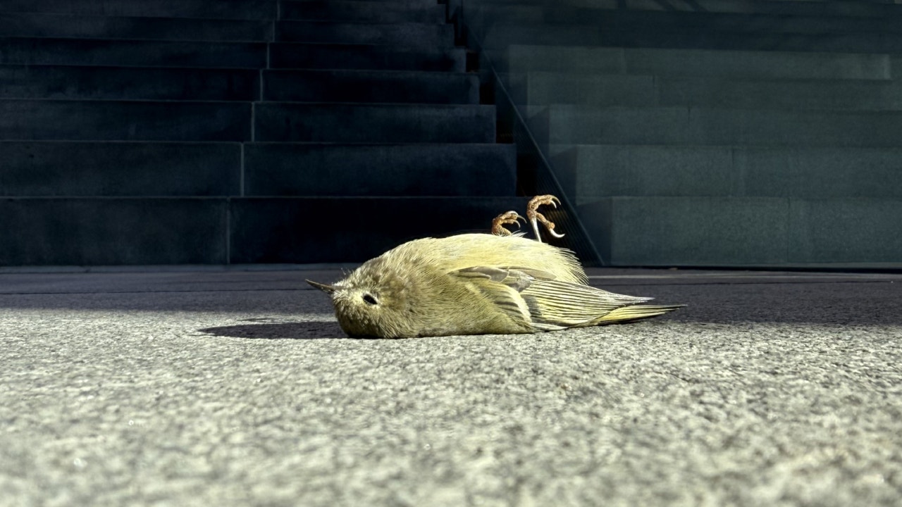 More than 1,000 birds injured or killed in Chicago-area building ...