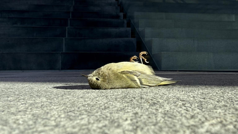 More than 1,000 birds injured or killed in Chicago-area building ...