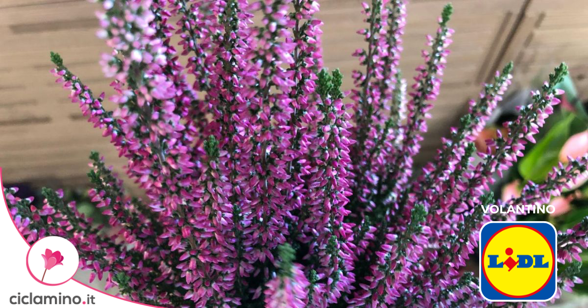 La calluna Lidl è la pianta che dà subito un’aria d’autunno al balcone