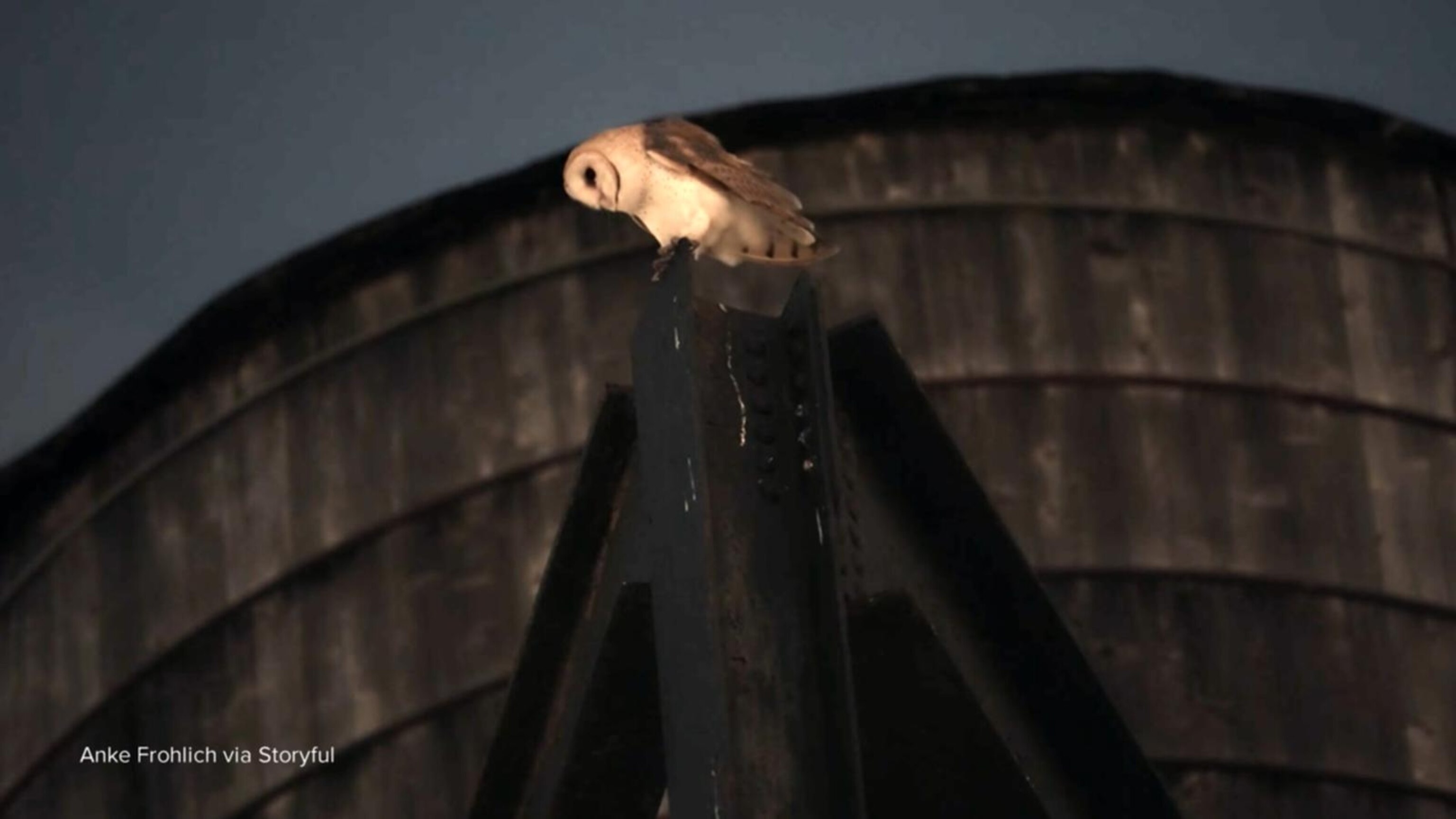 David Muir reports on the beloved barn owls that have made Manhattan home