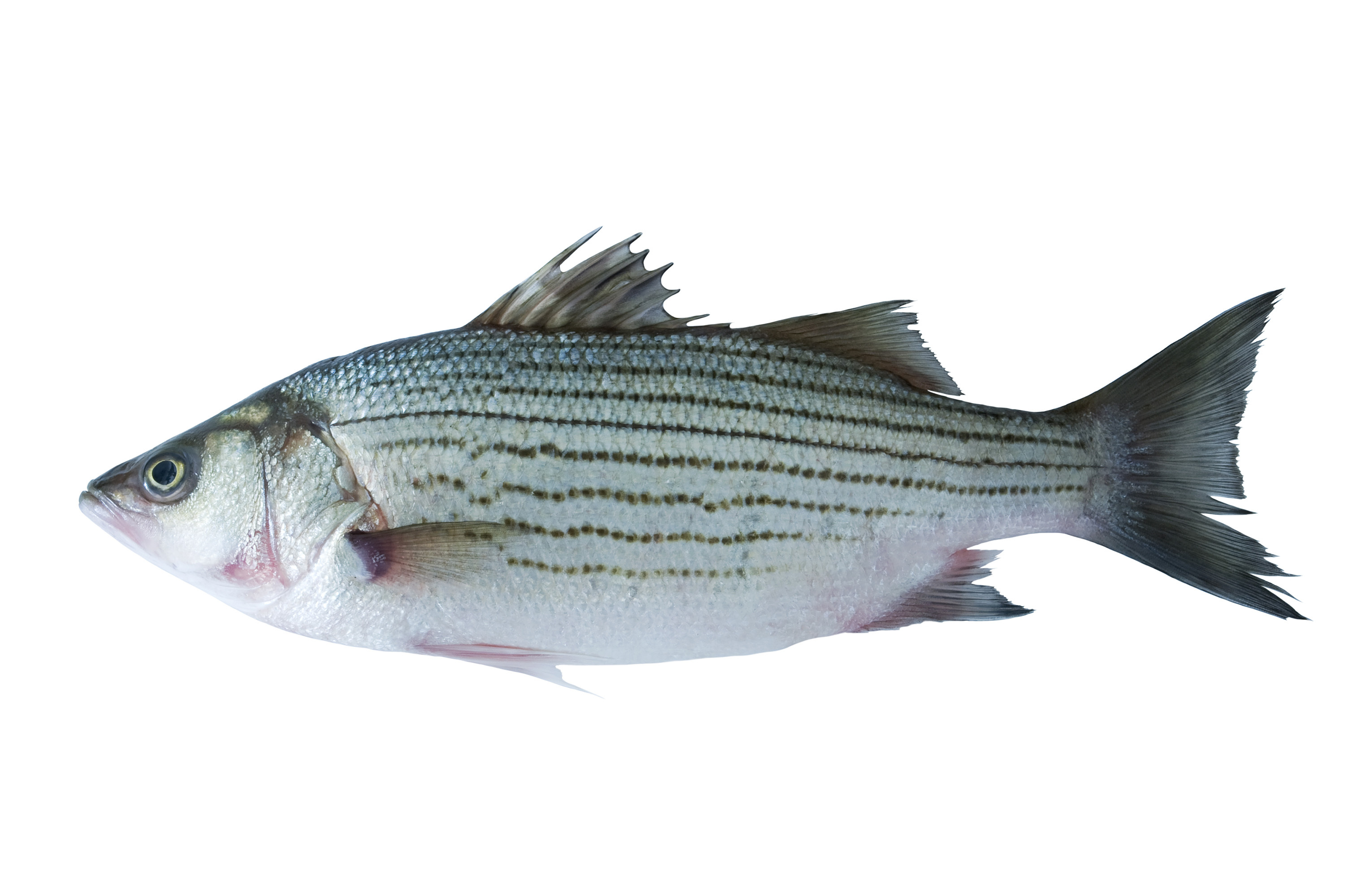 Young rockfish population grows, but future still bleak for Maryland’s ...