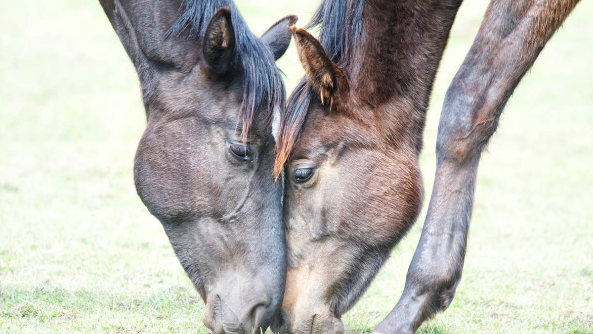Wild mustangs separated during BLM roundup reunite 1.5 years later and ...