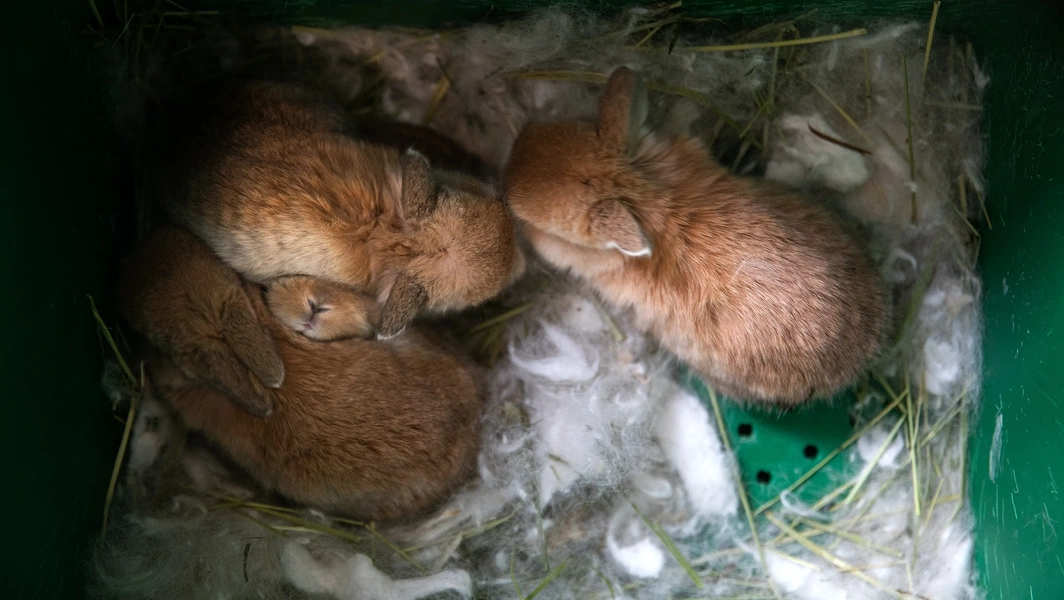 Caring for baby bunnies with love