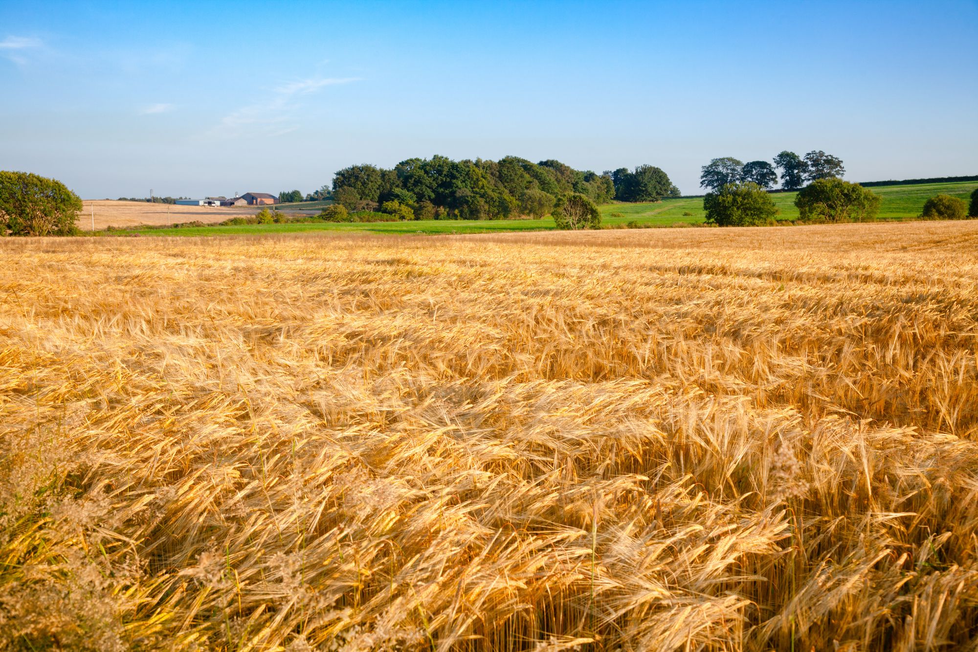 The heritage barley Golden Promise that’s making forgotten beer and ...