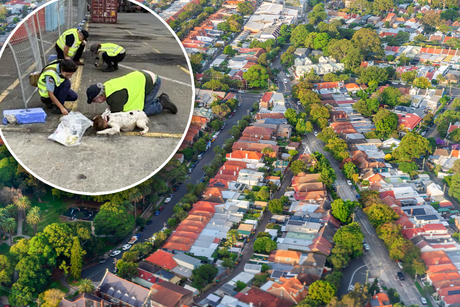 Aussies urged to check backyards as red fire ants spark $2 billion ...