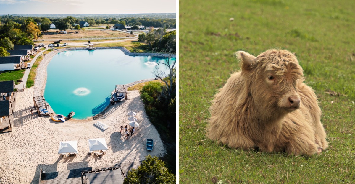 This Texas ranch lets you sit with mini Highland cows, brush their ...