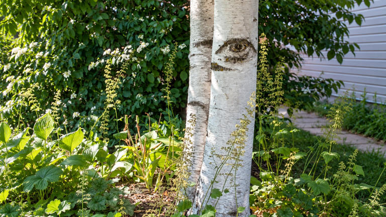 When nature makes familiar things look unusual: 5 curious sights