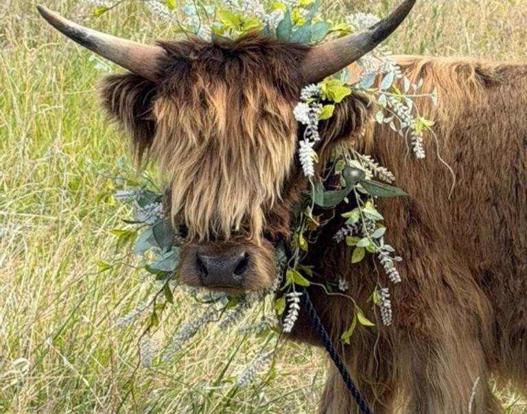 Mini Highland cows dressed up in costumes to return for Boo Bash