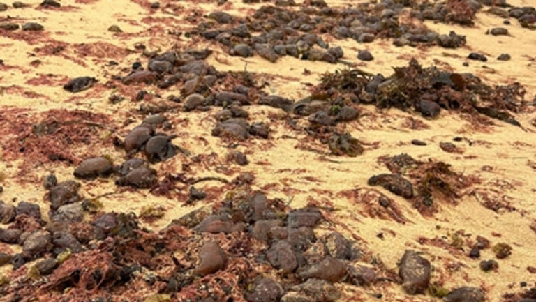 Big question over disturbing beach find