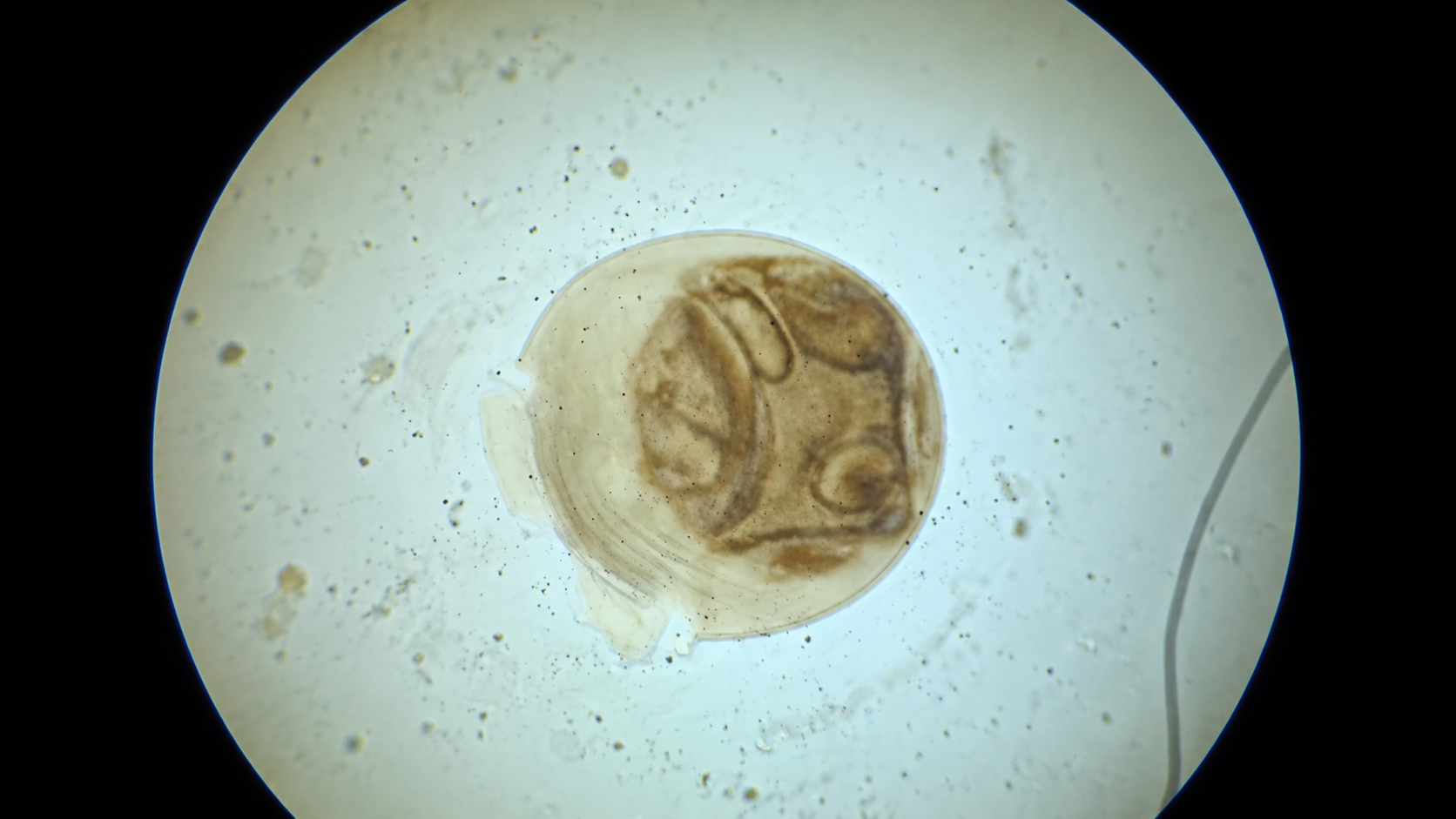 From digital pixels to microscopic life and fascinating chemical reactions