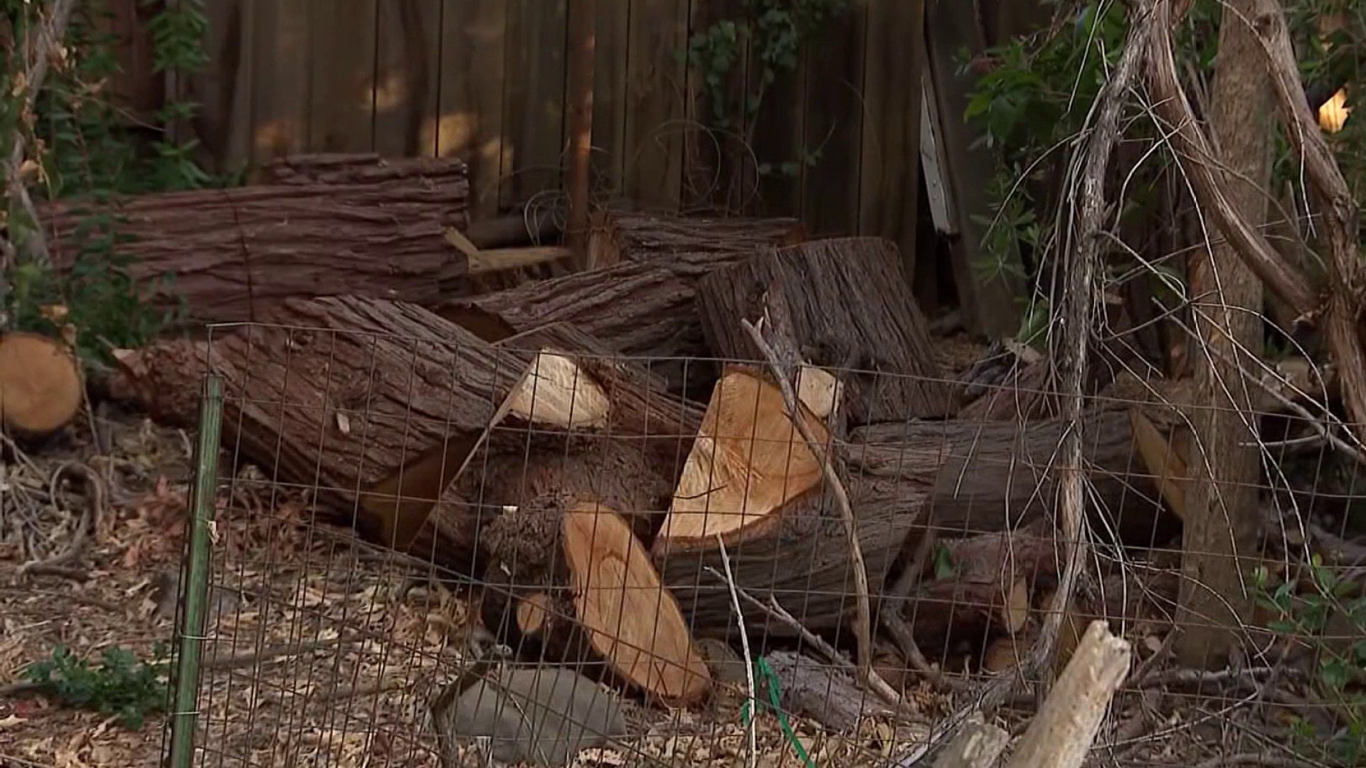Vallejo homeowner considers legal action against PG&E after tree ...