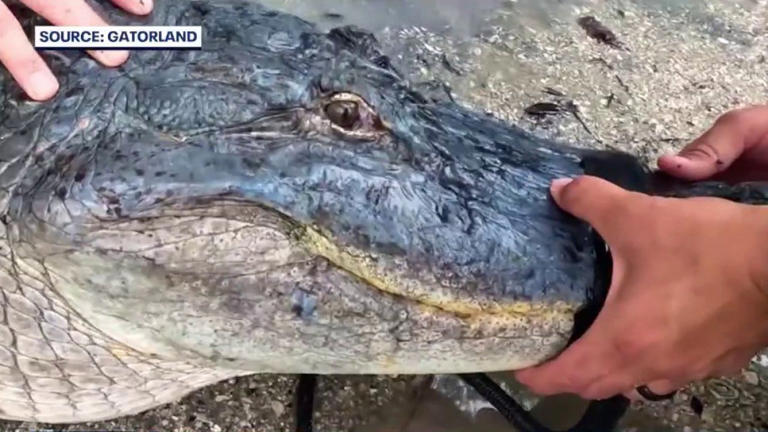 Rare blue alligator named Julius joins Gatorland in Central Florida