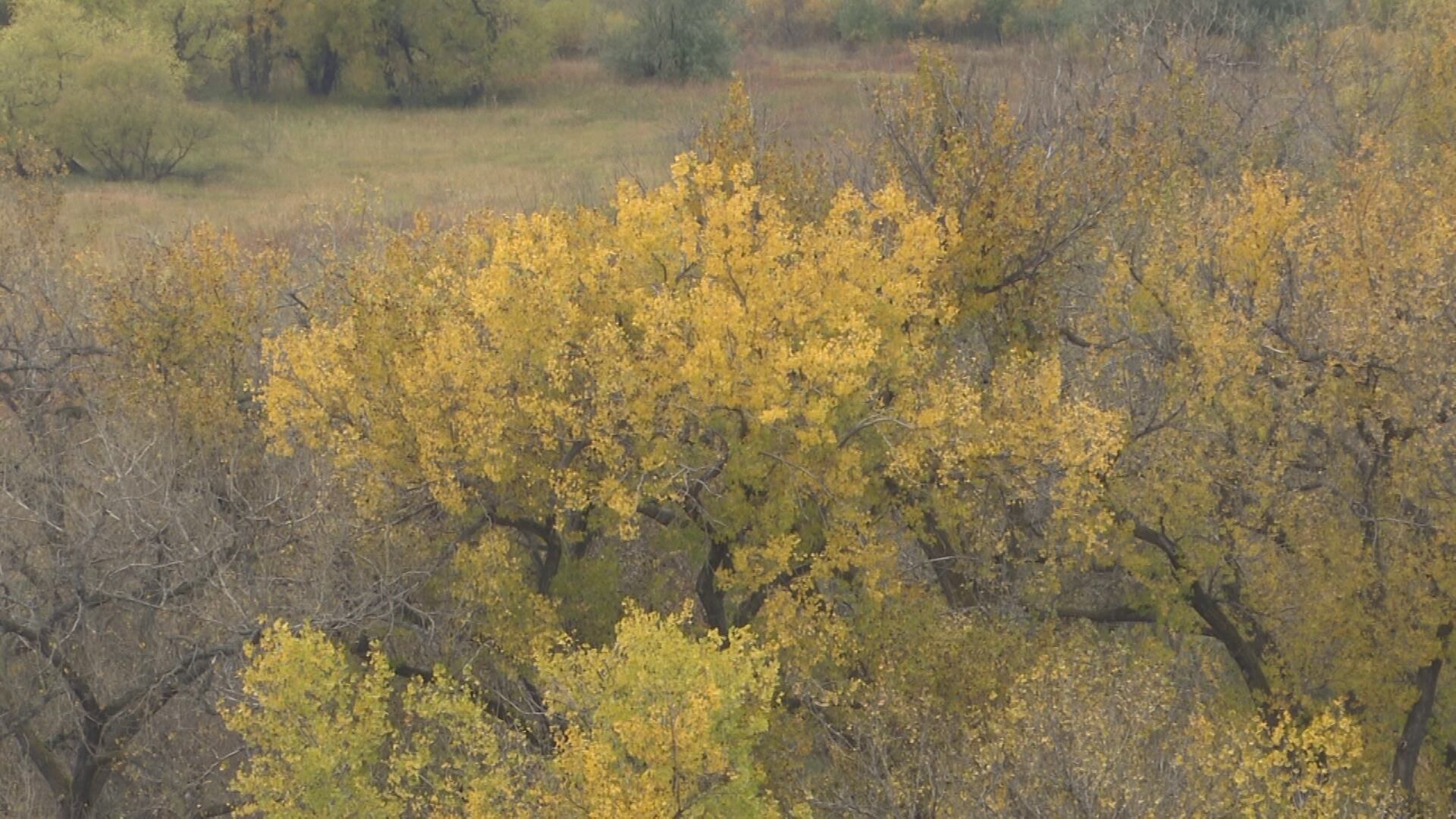 City of Madison plans to plant 1,000 trees this fall