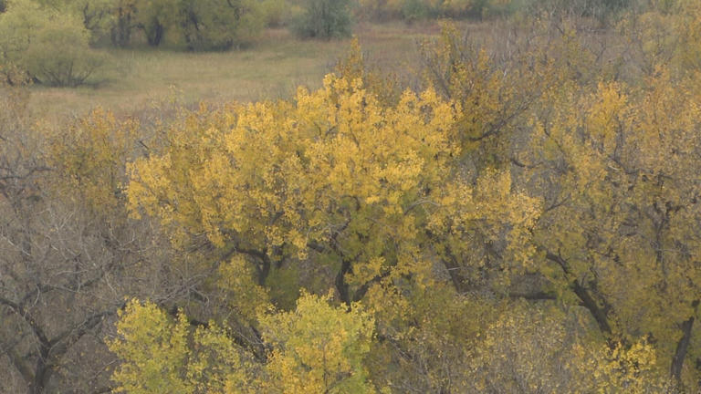City of Madison plans to plant 1,000 trees this fall