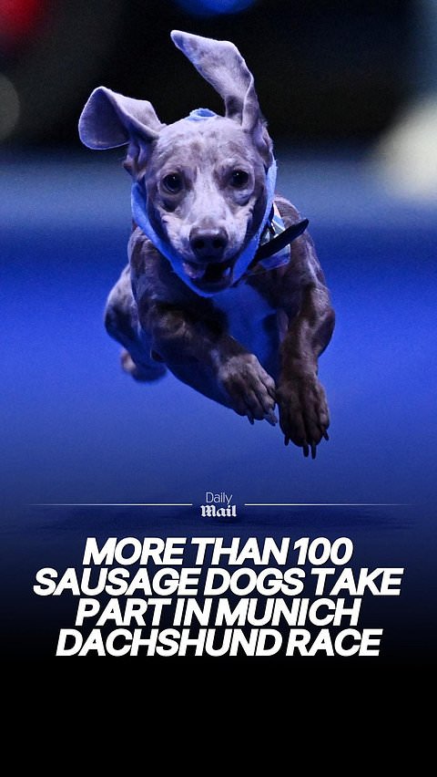 More than 100 sausage dogs take part in Munich dachshund race