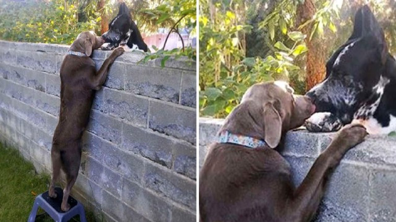 Dog owner gives his pup a step stool so he can greet his friends across ...