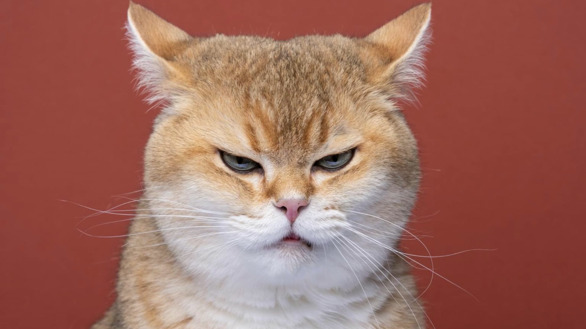 Is your cat a psychopath? 4 signs to look for