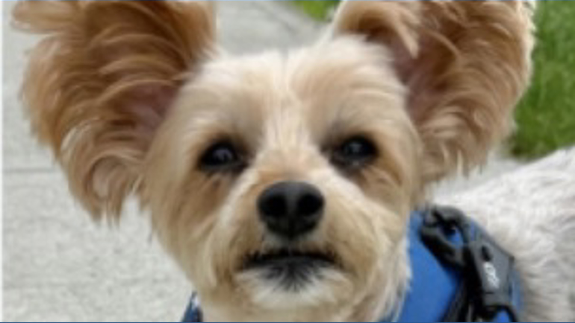 Cutest dog