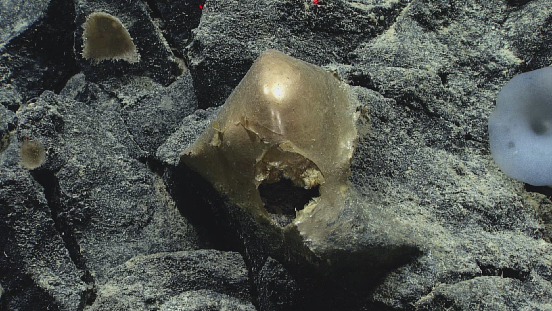 Mysterious alien egg found in Alaska | The proof is out there