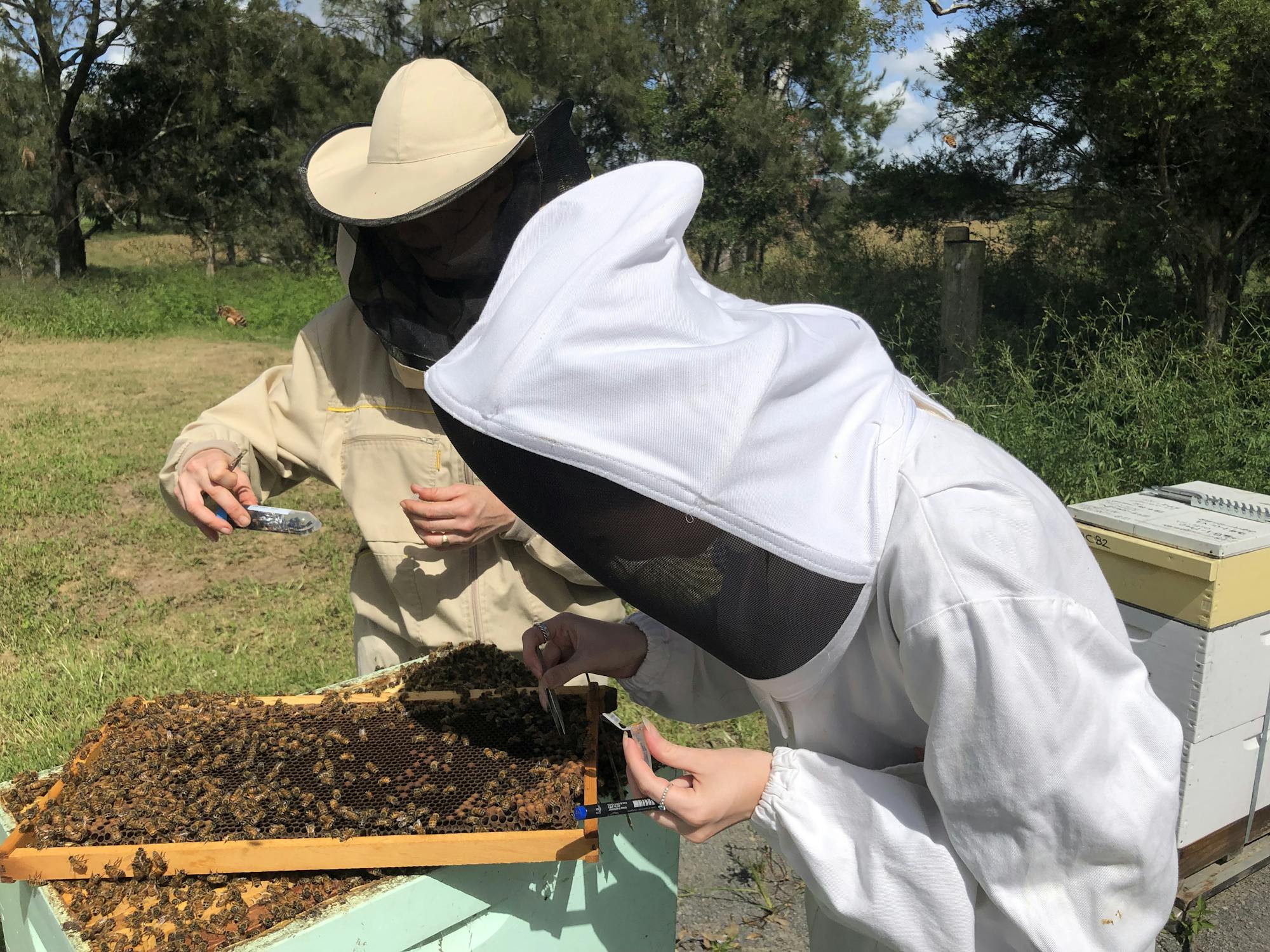 Honey bee hives have 'living immune systems' which defend against disease