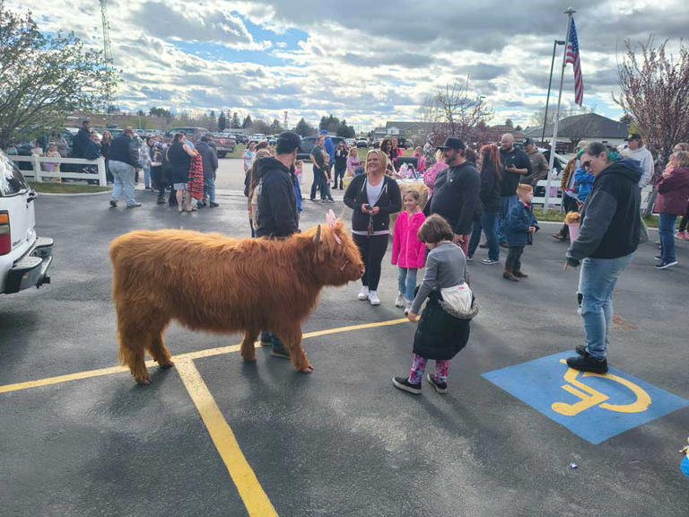 Mini Highland cows dressed up in costumes to return for Boo Bash