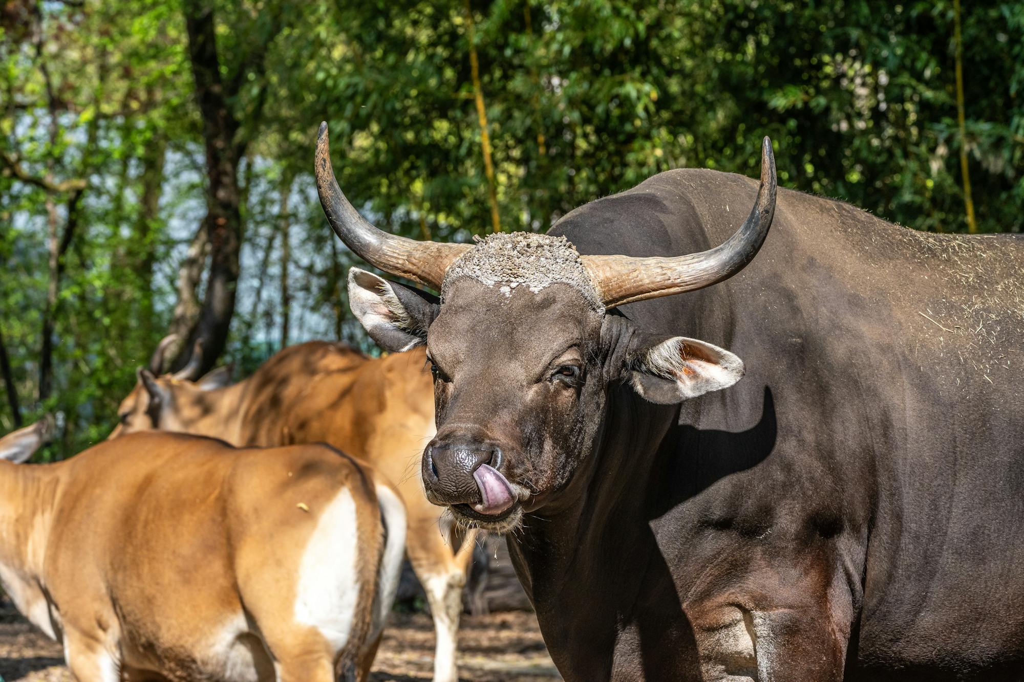 Feral – and threatened? Endangered camels, banteng and hog deer have ...