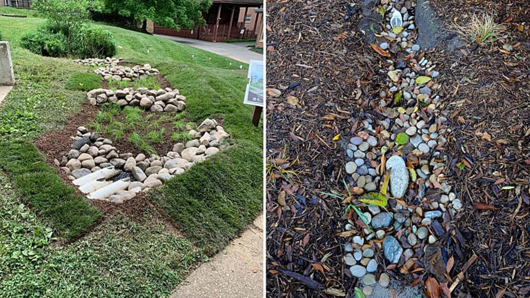 How planting a 'rain garden' could help protect your home from flooding