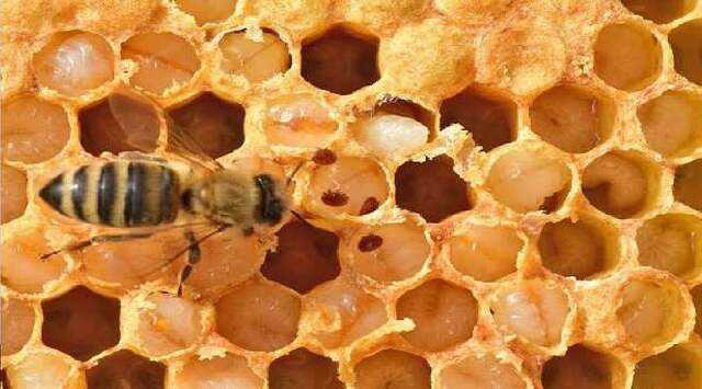 Honey bee hives have 'living immune systems' which defend against disease