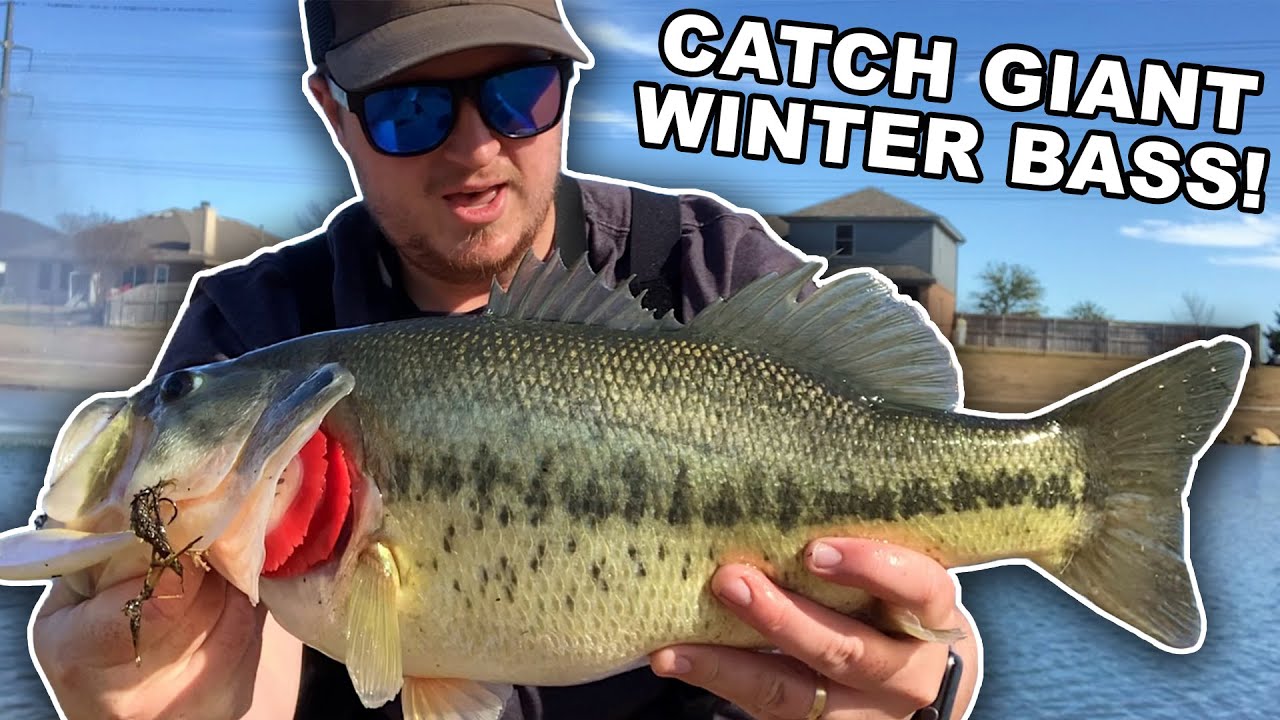 The best lure for catching big winter bass revealed