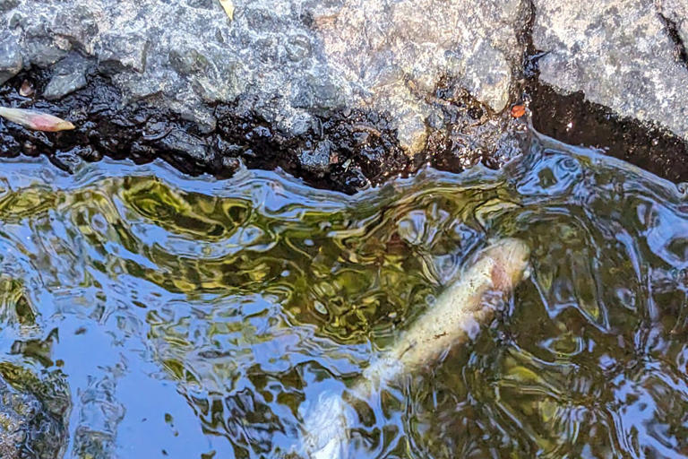 Diageo 'sincerely sorry' following pollution incident on River Spey ...