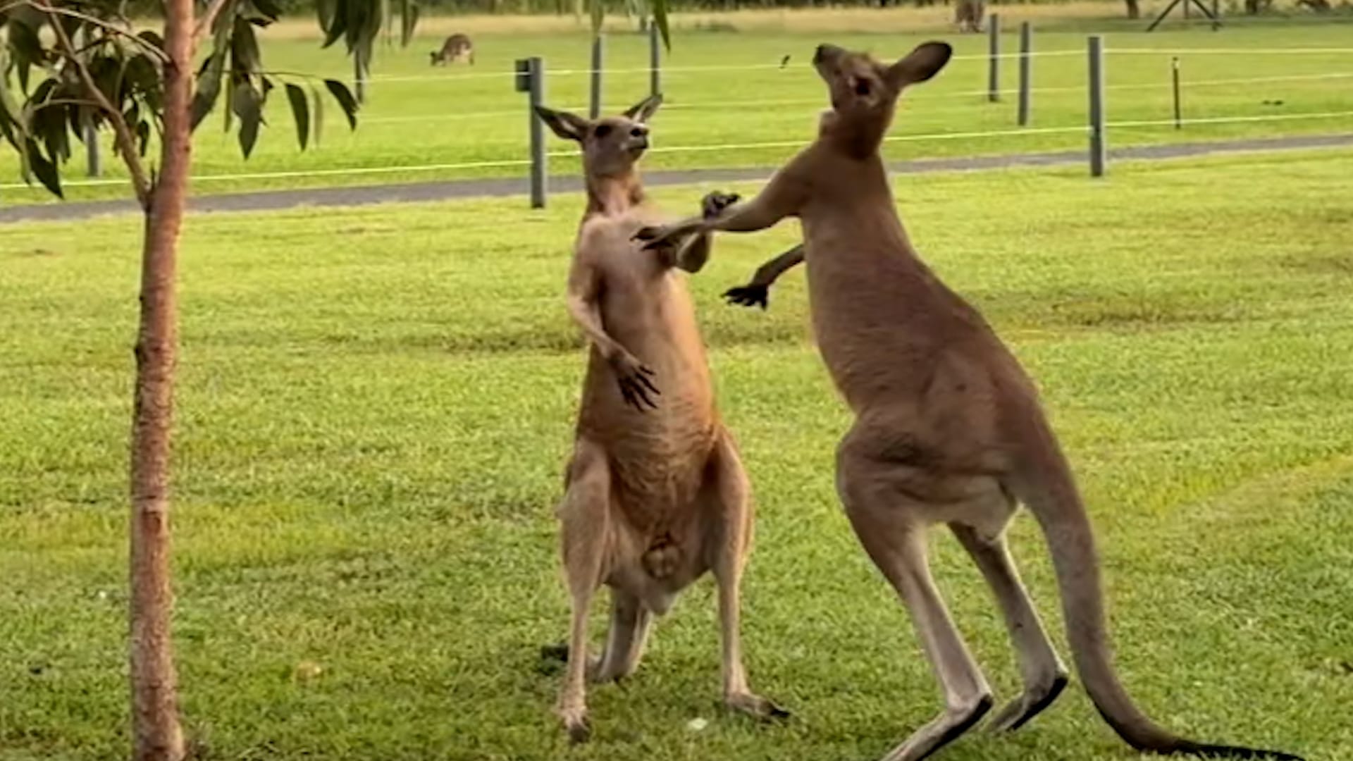 Four kangaroos square off in two separate tussles