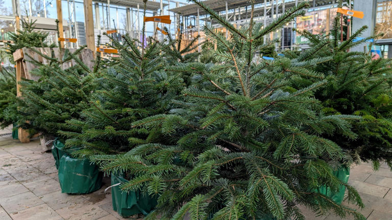 How to get the most out of your garden centre this Christmas