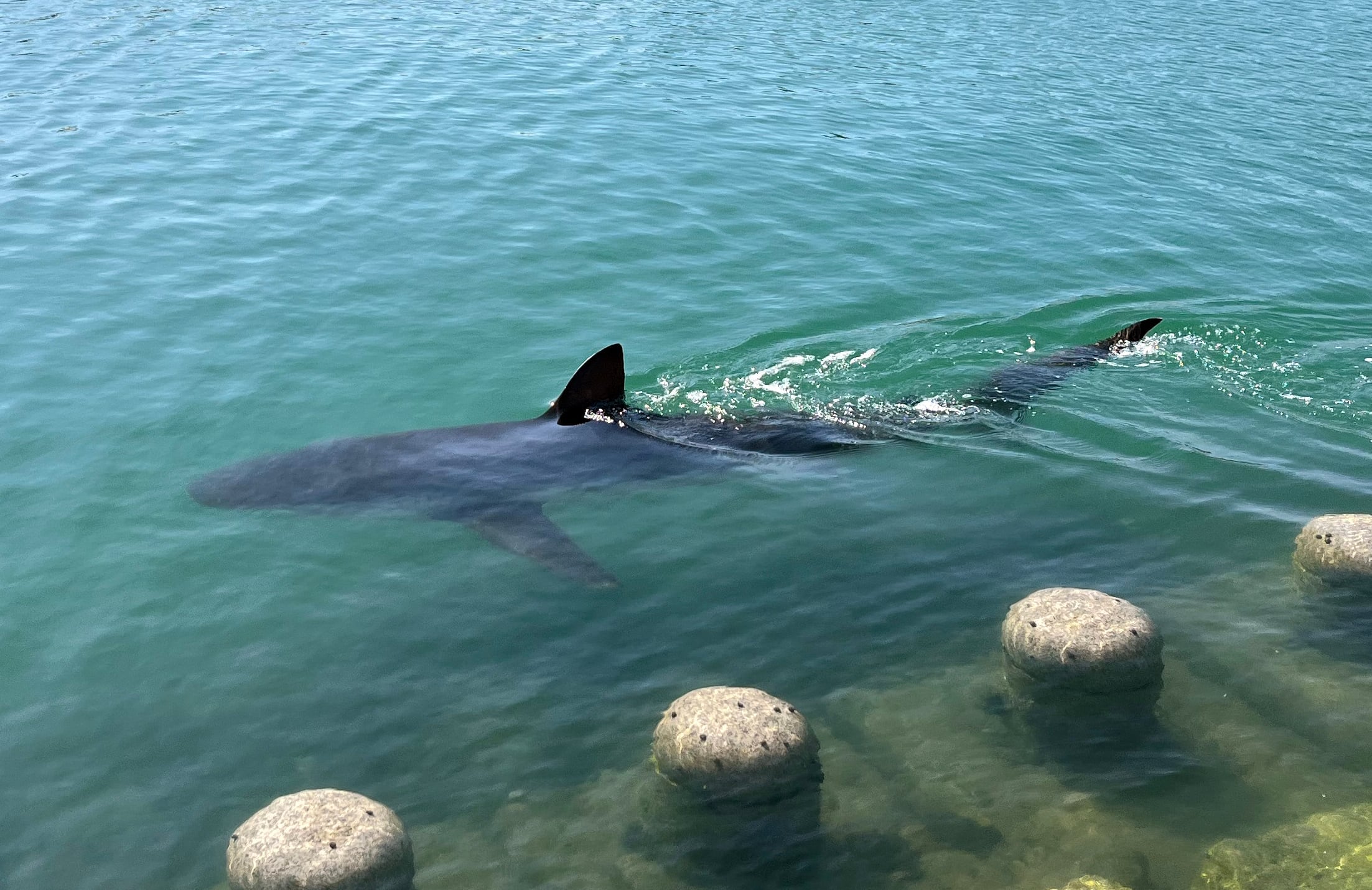 Busan conducts third rescue for dusky shark Bukangi