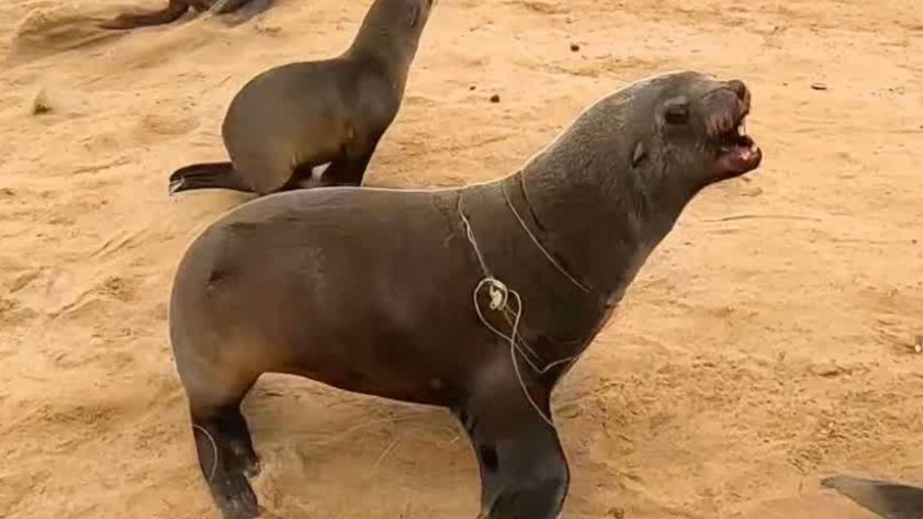 Watch this poor bull seal charge the man trying to save him from ...