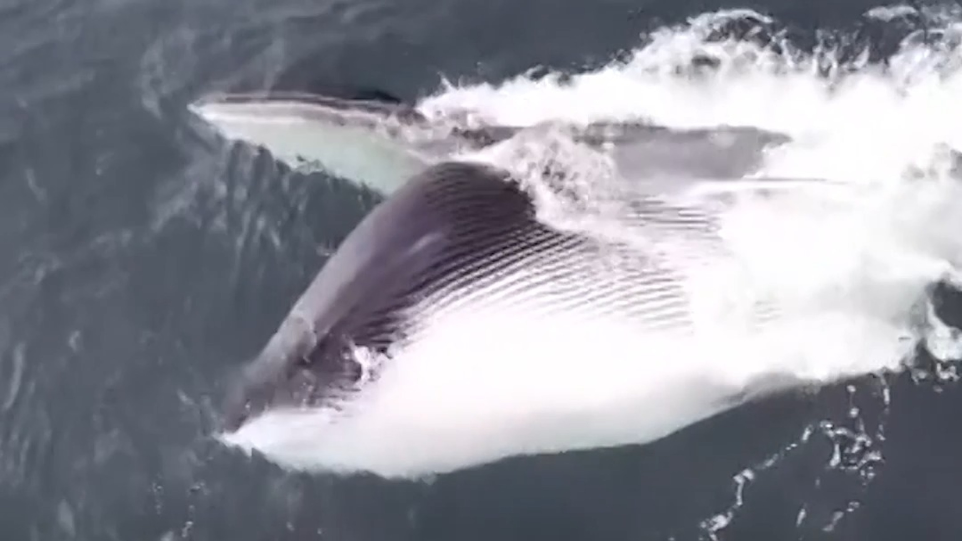 Amateur photographer captures stunning footage of fin whale