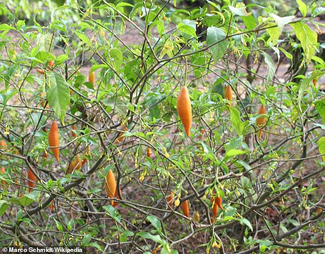 The next ayahuasca? US drug giants are vying for a root bark used in ...