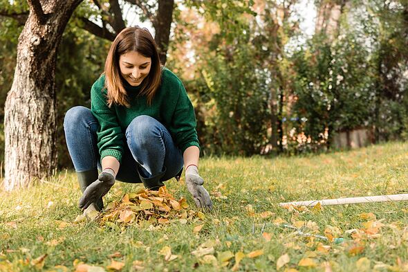 Gardeners urged to scatter 1 food scrap outside and your plants will ...
