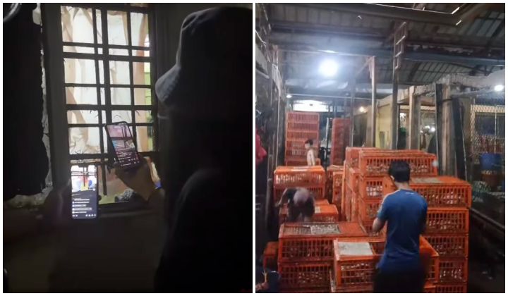 Viral video of poultry supplier boiling chickens alive sparks halal debate