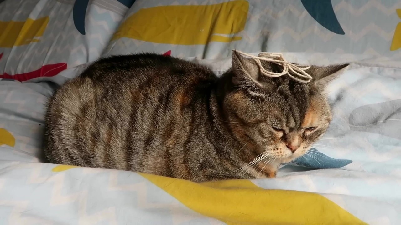 Ralph and Bella take a homemade cat IQ test with bird videos and hidden ...