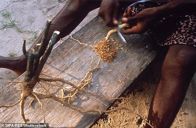 The next ayahuasca? US drug giants are vying for a root bark used in ...