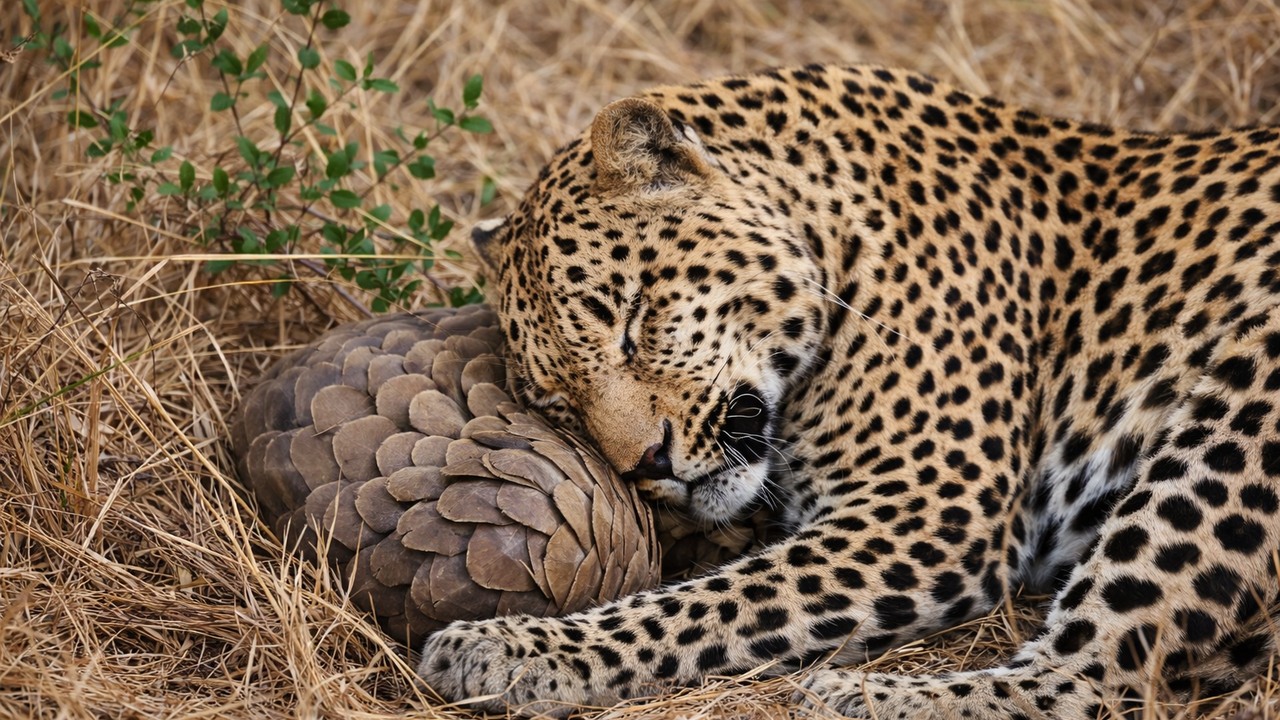 Watch a leopard spend 10 minutes trying to bite through a pangolin's armor
