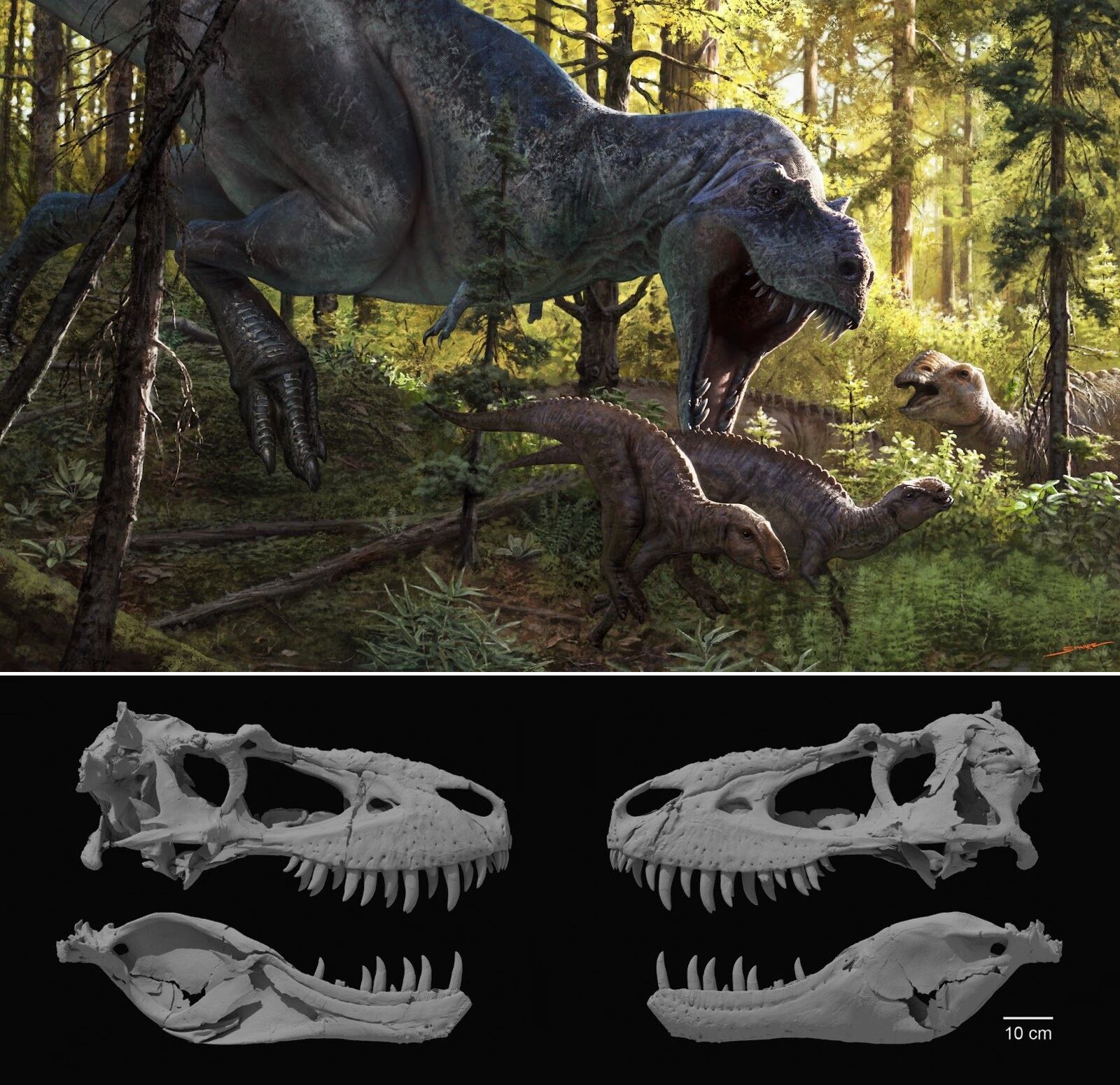T rex relative discovery rewrites family tree