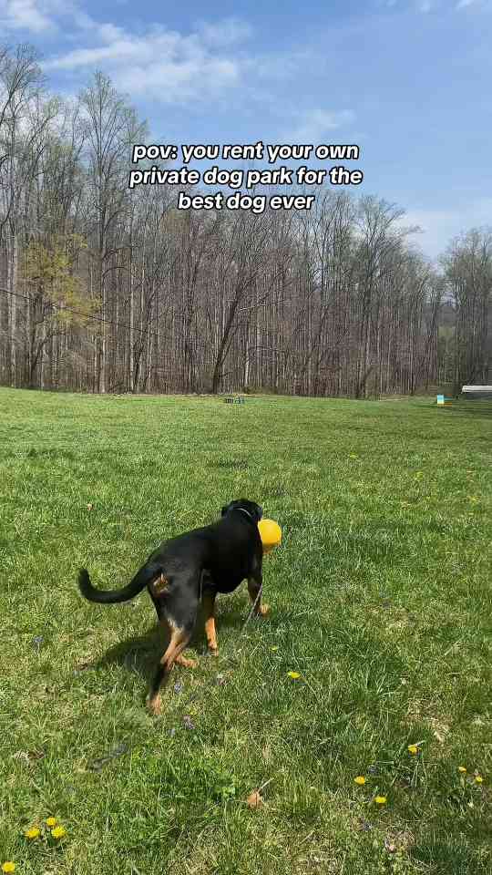 The ultimate dog-friendly sniffspot with a creek, balls, and agility fun