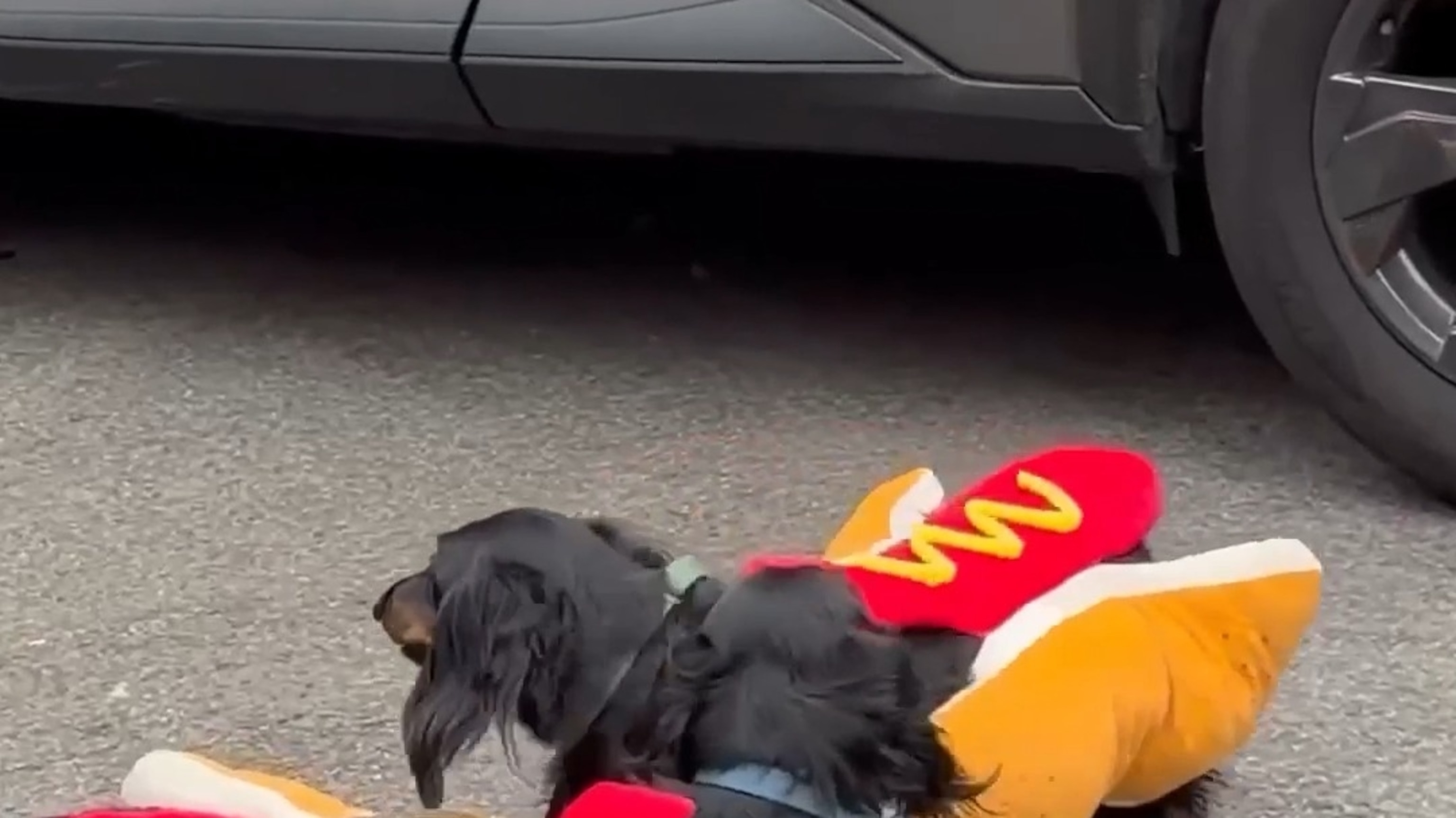 Dogs dress in Halloween costumes for annual parade