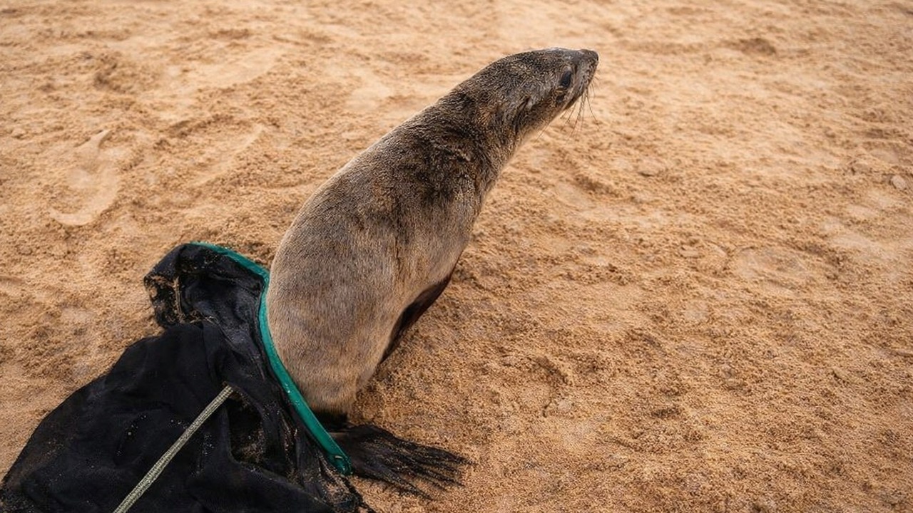 Watch rescuers discover fishing material hidden beneath a female seal