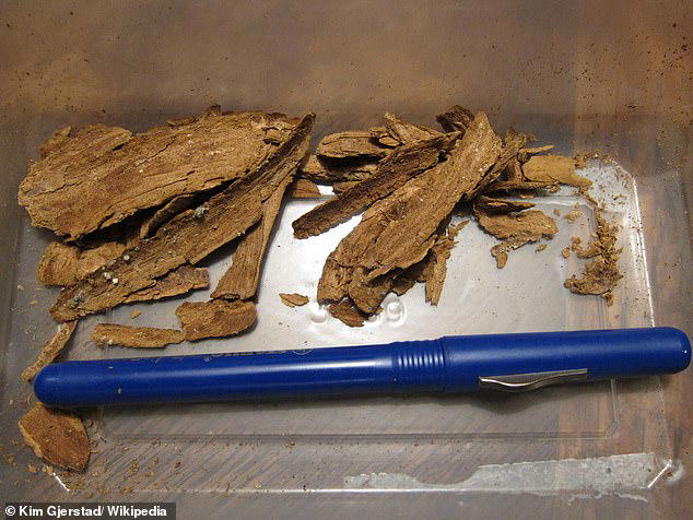 The next ayahuasca? US drug giants are vying for a root bark used in ...